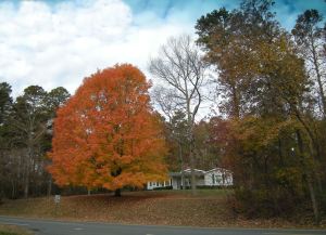 This is Fall in North Carolina